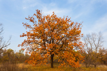 Fototapeta premium dry oak tree in a autumn forest
