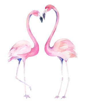 Valentines watercolor flamingos. Isolated hand drawn illustration. Couple birds