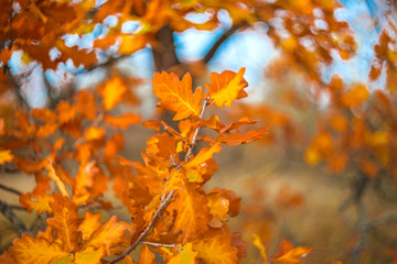 Naklejka na ściany i meble closeup red dry autumn oak tree branch