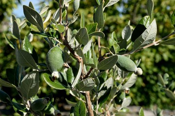  fejoa  fruit acca selloviana