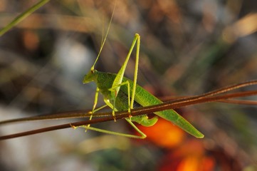 Weibliche, grüne Langfühler-Heuschrecke (Tettigonia), auf trockenem Stängel im Herbst, Lago Maggiore, Norditalien