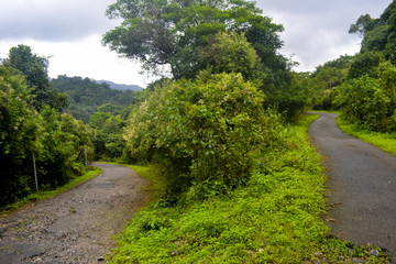 Forest road