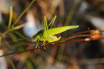 Weibliche, grüne Langfühler-Heuschrecke (Tettigonia), auf trockenem Stängel im Herbst, Lago Maggiore, Norditalien