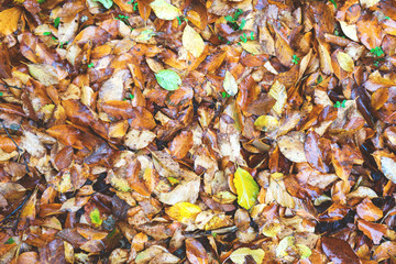 Fall leaves background