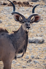 Kudu