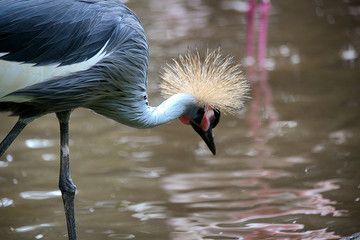 Crowned crane. Balearica pavonina. The sacred bird of the savannas of East Africa-