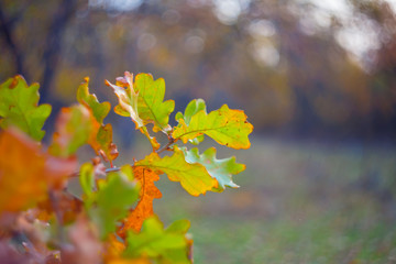 closeup oak tree branch in a autumn forest
