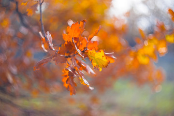 closeup red dry autumn oak tree branch