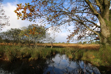 Kleiner Teich in der Heide