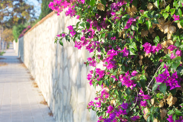 Fototapeta premium Pink Bougainvillea flower on cityscape background