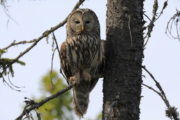 Ural Owl (Strix uralensis) Sweden  © Frank Fichtmüller