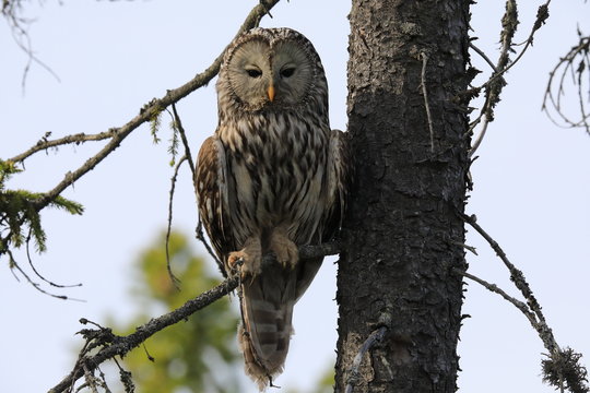 Ural Owl (Strix uralensis) Sweden 