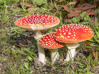 Amanite tue-mouches. Amanita muscaria