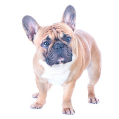 Dog, beautiful French Bulldog, redhead, isolated perfect on white background. High standard of breed.  Dog is standing