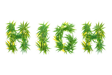 Word HIGH made from green cannabis leaves on a white background. Isolated