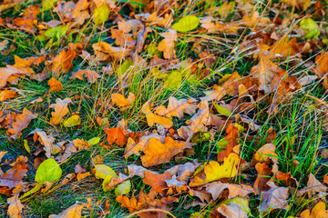 closeup red dry autumn leaves background