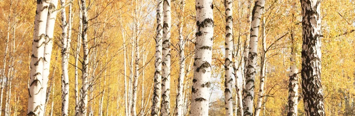 Photo sur Aluminium Bouleau beau panorama d& 39 automne avec des bouleaux jaunes dans la forêt de bouleaux