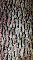 Bark of an old tree