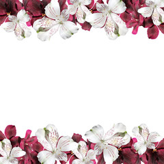 Beautiful floral background of Pelargonium and alstroemeria 