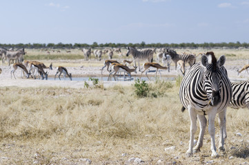 Fototapeta na wymiar Group of zebras / Herd of zebras, zebra looking at camera, Etosha National Park.