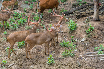 A herd of  brow-antlered deers in the zoo