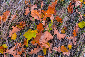 closeup dry autumn leaves in a grass background
