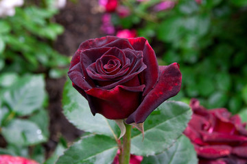 Natural red rose flower close up on green bush.