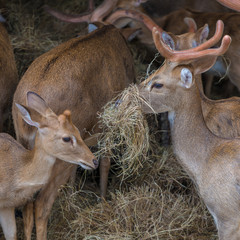 Funny looking brow-antlered deers with mouthful of hay
