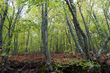Fototapeta na wymiar Autumn forest, beautiful nature background.