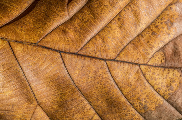 Dry leaf texture in sunlight