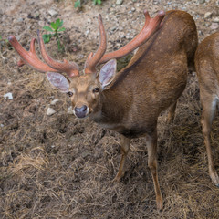 A male brow-antlered deer in suspicious stare