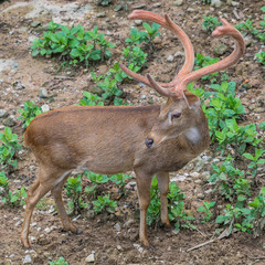 A male brow-antlered deer
