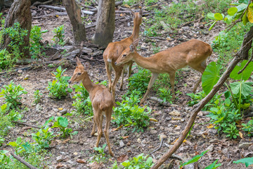Three female  brow-antlered deers