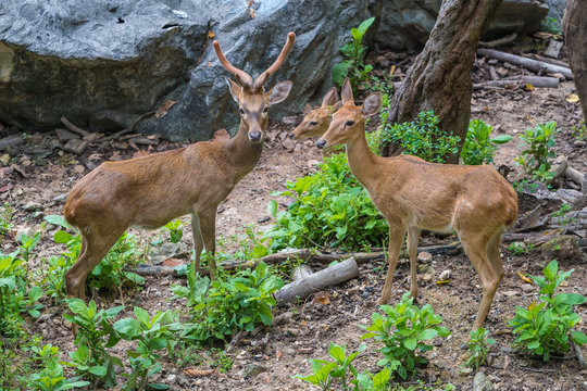 A couple of brow-antlered deers in suspicious stare