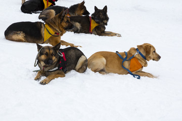 Red Cross rescue dogs