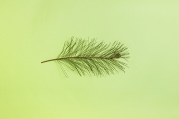 leaf on the green background.