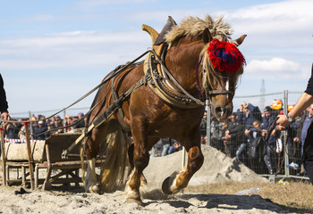 Horse heavy pull tournament