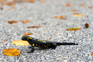 Fire salamander in the nature