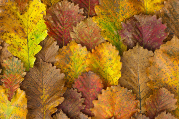 Oak leaves. Background.