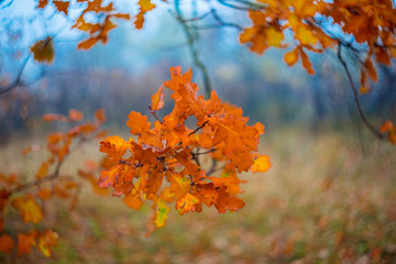 closeup wet oak tree branch in a autumn forest