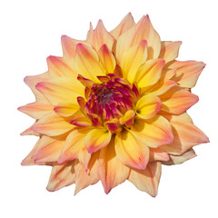  yellow pink  striped head of a dahlia flower