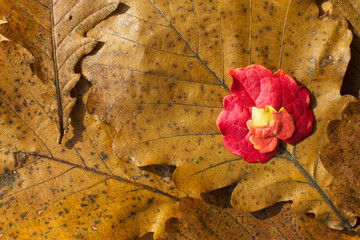 Autumn leaves close-up. Background.