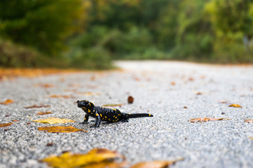 Fire salamander in the nature