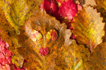 Colored autumn leaves. Background.