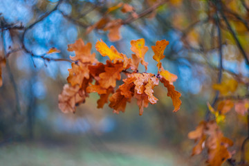 closeup red oak tree branch in a forest