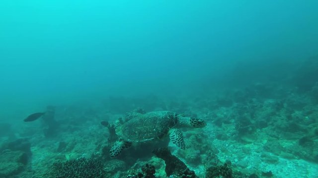 Sea turtle swim over coral reef, Indian Ocean, Maldives
