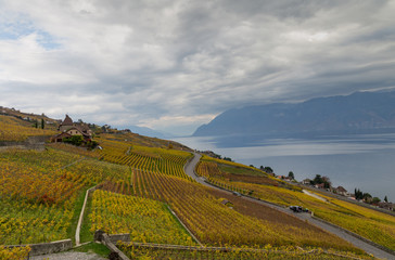 Vineyards and lake Leman 7