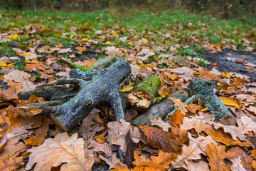 closeup heap of firewood among a dry leaves