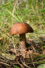 Close up view of brown cap boletus growing in forest.