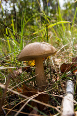 Close up view of brown cap boletus growing in forest.